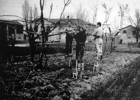 Metodo ingegnoso per evitare l'utilizzo delle scale con conseguente risparmio di tempo nelle operazioni di potatura delle "piantate": a sinistra Paolo Vannini, al centro un collaboratore, a destra Cesare Branchini, 1964