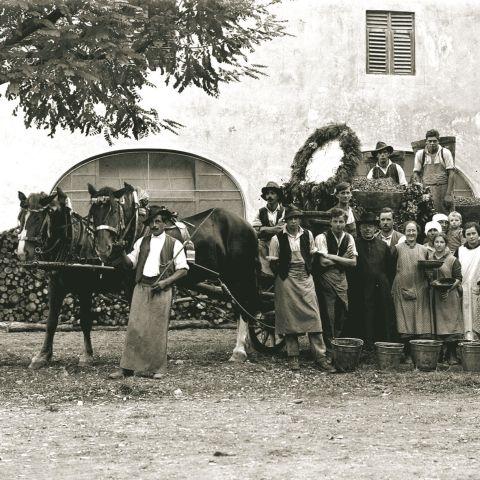 Vendemmia, anni venti