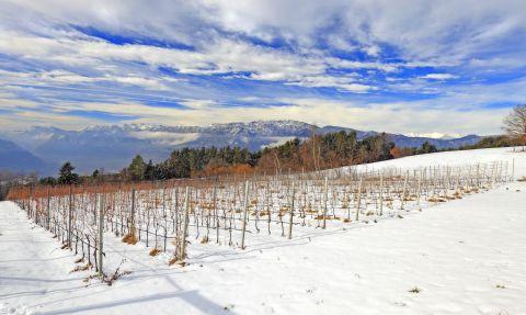 I vigneti ad una altitudine di 1150 metri 