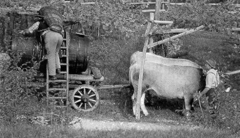 Il carro tirato dai buoi che portava il mosto in cantina fino agli anni cinquanta
