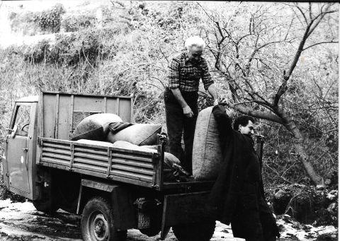 Clemente Benza collabora allo scarico dei sacchi di olive