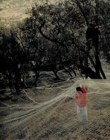 Clemente Benza e la moglie al lavoro tra le reti stese sotto gli ulivi (la foto è a corredo di un articolo comparso sulla Domenica del Corriere nel 1986)