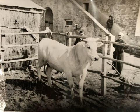 Esemplare di razza chianina, 1930