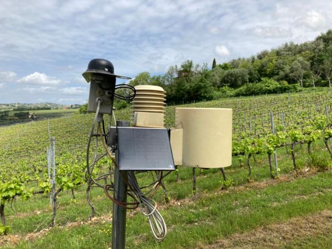 Il vigneto. In primo piano la capannina metereologica interconnessa che permette di valutare la necessità o meno di effettuare trattamenti fitosanitari in vigna, utilizzando un modello matematico previsionale sull'andamento delle principali malattie fungine della vite. Dati di ingresso del modello previsionale sono temperatura, umidità, eventuale pioggia, irradiazione solare. Con altri parametri si monitora la salute generale del vigneto