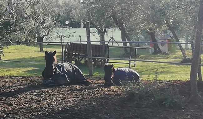 Cavalli nella tenuta