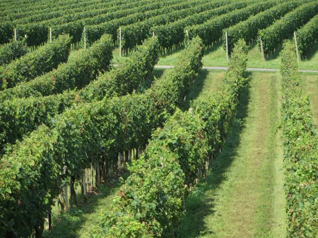 La vigna Cascina Bosco Capriolo in Franciacorta