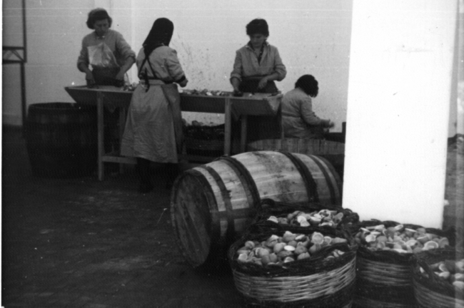 Operaie addette alla lavorazione degli agrumi, anni Quaranta