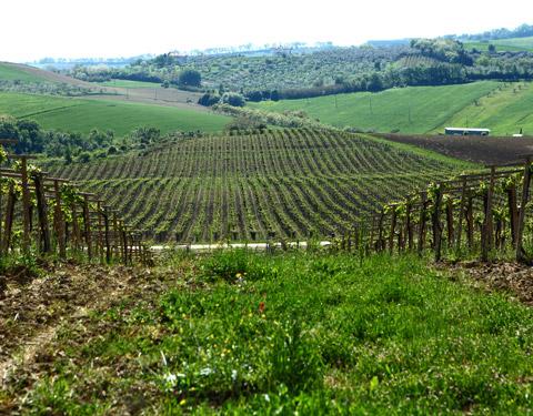 Veduta dell'azienda