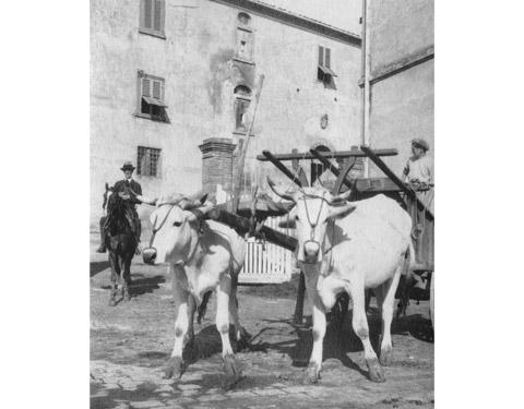 Carro con i buoi (1940 circa)
