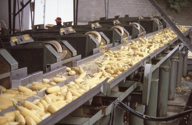 Lavorazione delle pannocchie di mais dolce 