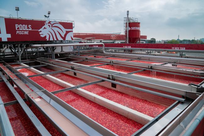 Le "piscine" per il trattamento del pomodoro 