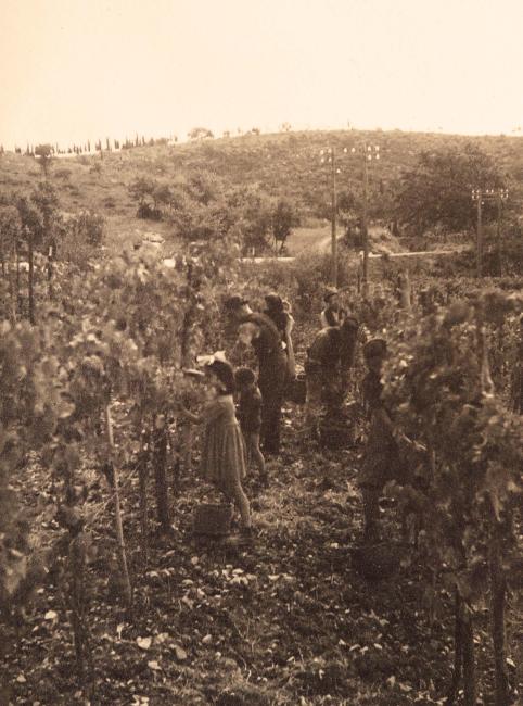 Vendemmia a Fonterutoli (1935)