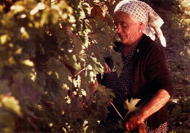 Al lavoro nella vigna