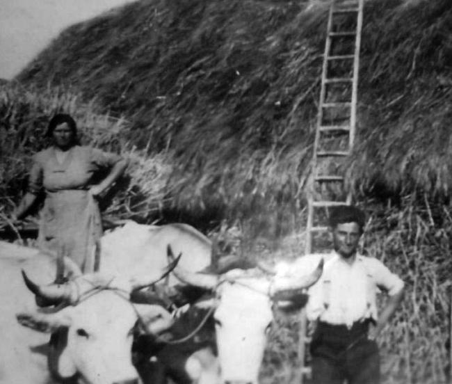 L'attività agricola nella masseria
