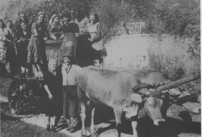 Fotografie storiche di vendemmia
