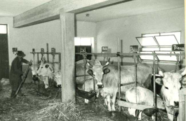 L'accudimento degli animali nella stalla