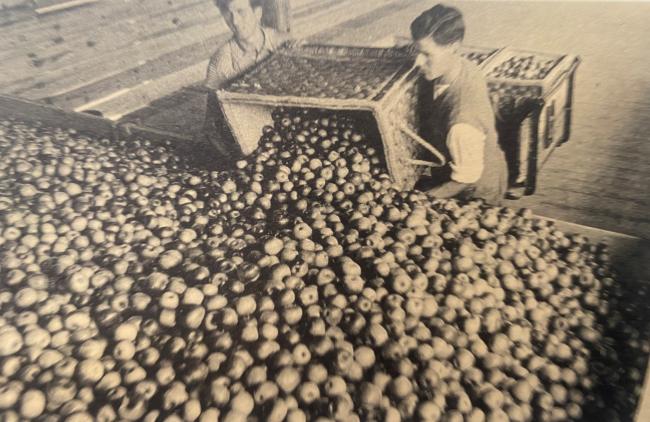 La raccolta delle mele, anni Quaranta