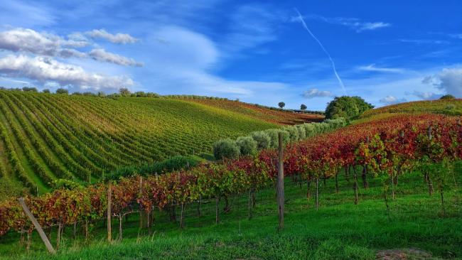 I vigneti a Mirabella Eclano