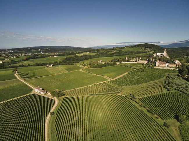 La tenuta con i vigneti