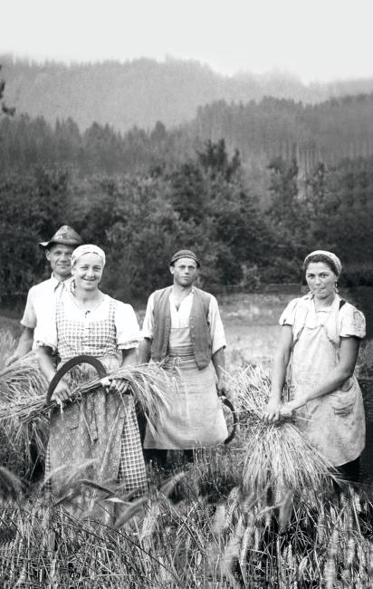 La raccolta del grano, anni Cinquanta