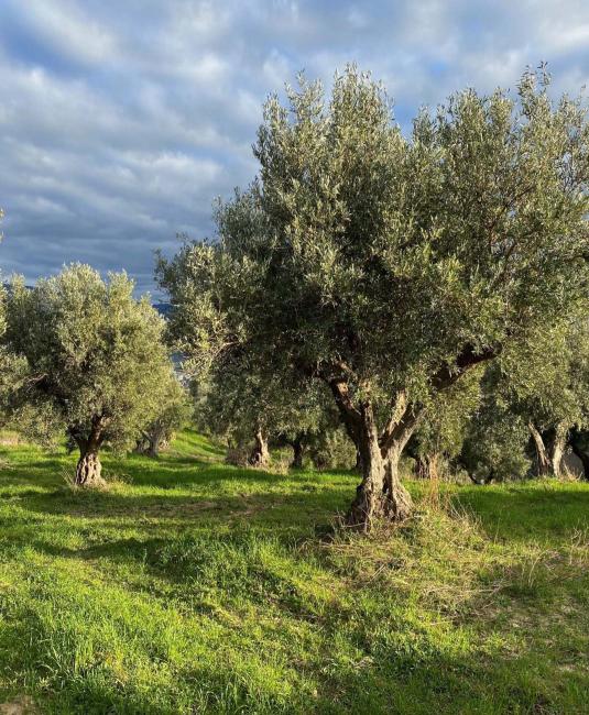 Particolare dell'Uliveto Don Ferdinando